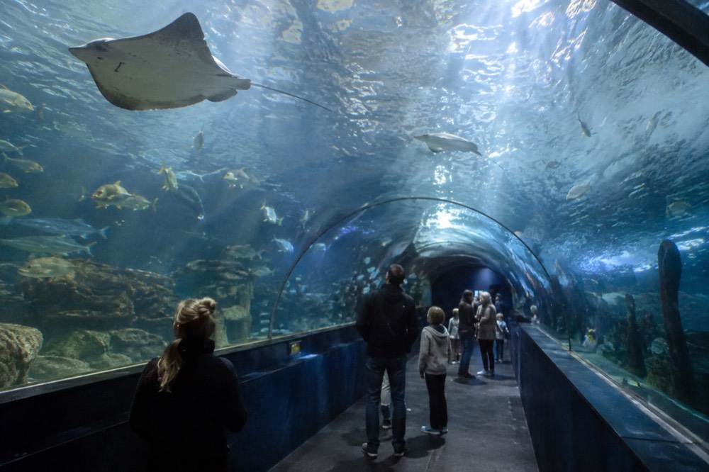 A large indoor aquarium tunnel with rays and fish swimming overhead while visitors stand along the walkway