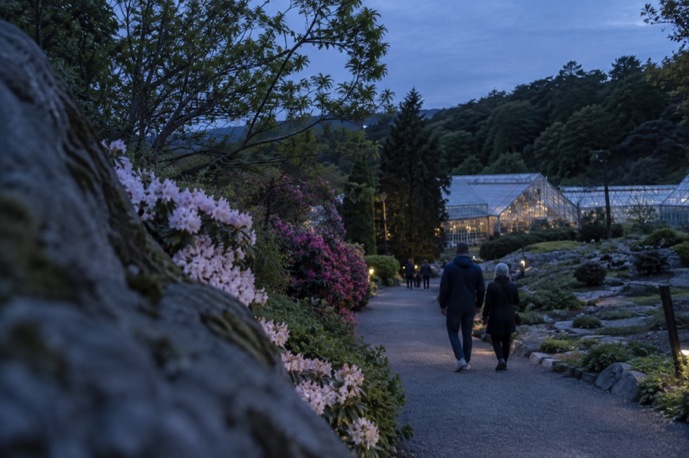 Visitors walking a wide gravel path between flowering shrubs in a botanical garden