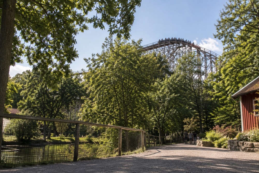 A wooden roller coaster track rising above green trees, with the coaster train cresting the first hill