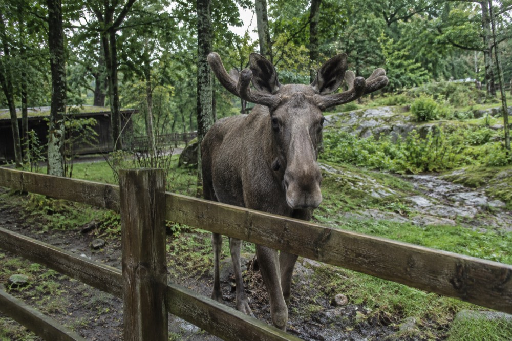 A moose standing in a forested enclosure behind a wooden fence in a Swedish park