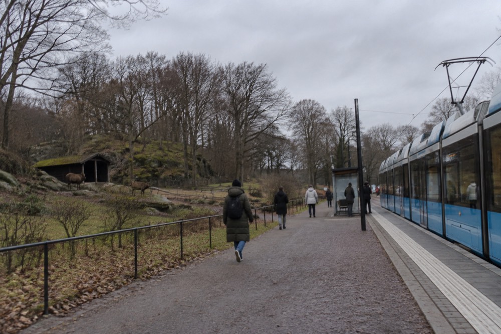 A blue Gothenburg tram at a street stop near a park entrance