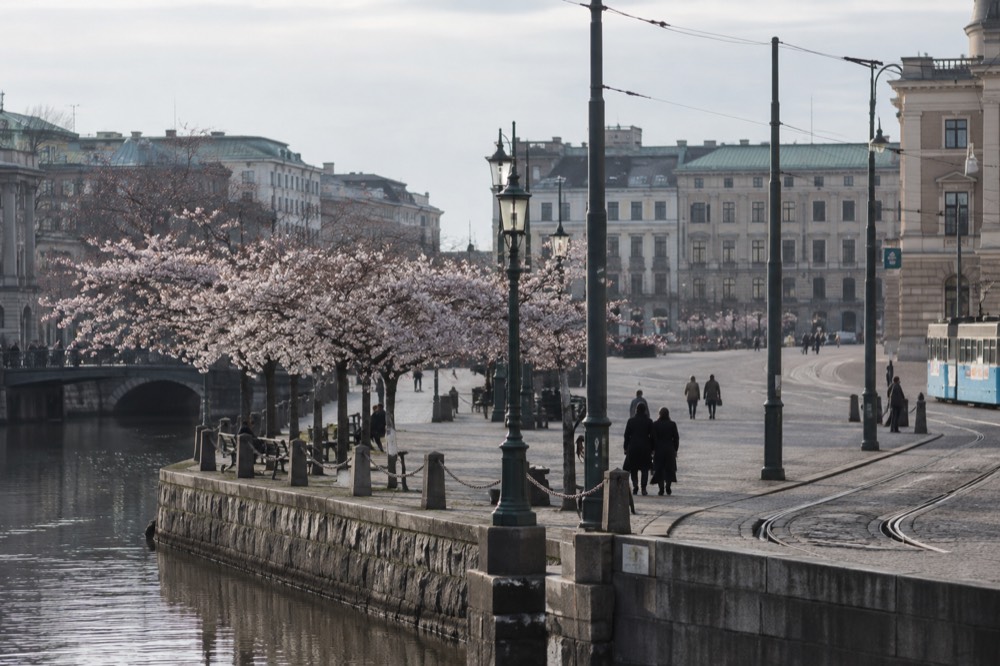 Blossoming trees along a canal path in a Nordic city in spring