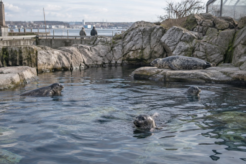 Seals swimming in a rocky pool at a free city park zoo