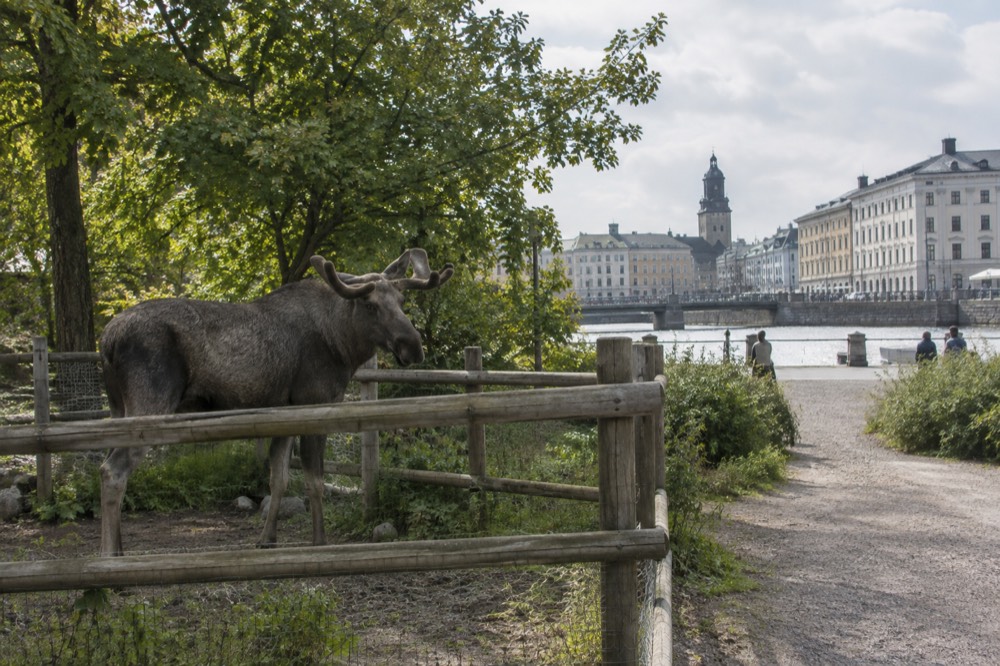 A moose standing behind a wooden fence in a green city park enclosure