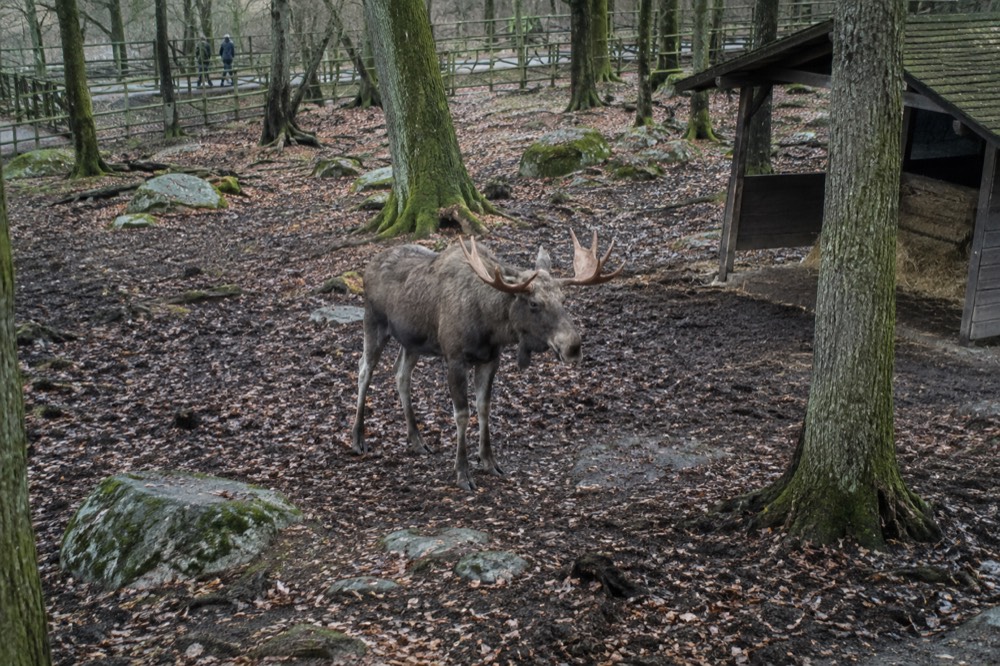 Elk standing in a wooded enclosure at Slottsskogen park in Gothenburg