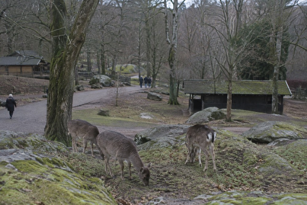 Deer in the free zoo enclosure at Slottsskogen park