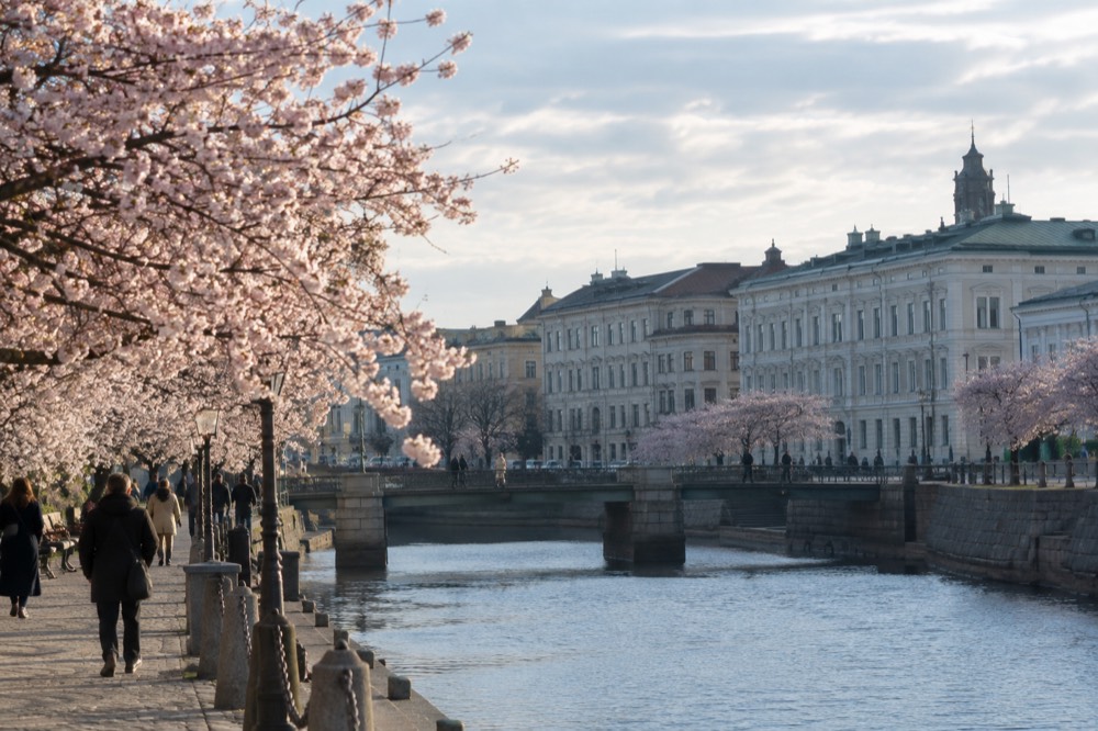 Cherry blossom trees along a Gothenburg canal in spring sunshine